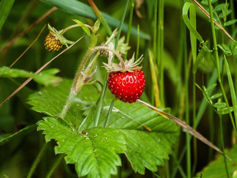 Азиатская клубника Лесная, земляника Восточная Fragaria orientalis