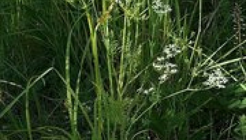 Растение Carum Carvi