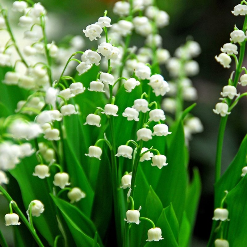 Ландыш (Convallaria Majalis)