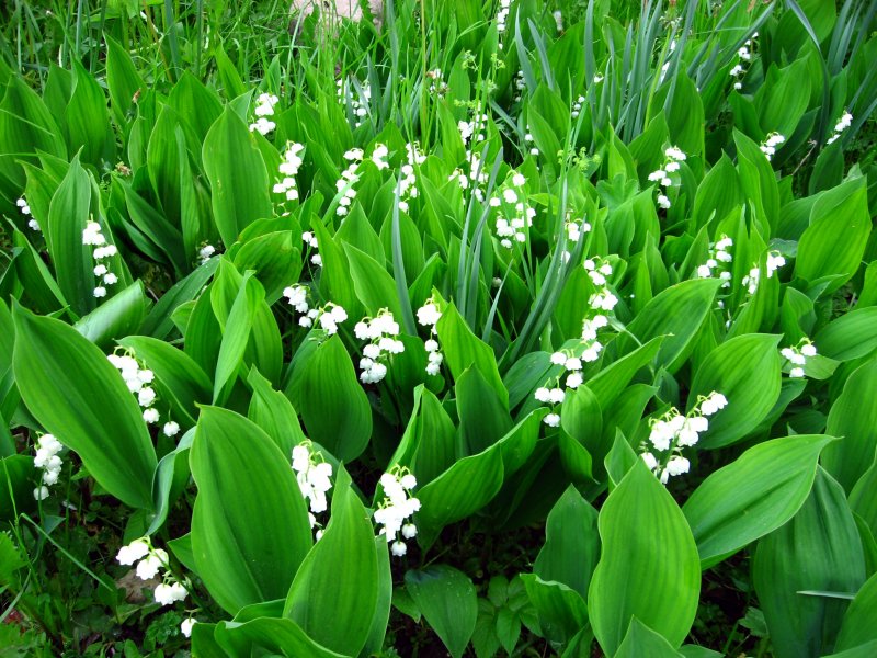 Ландыш (Convallaria Majalis)
