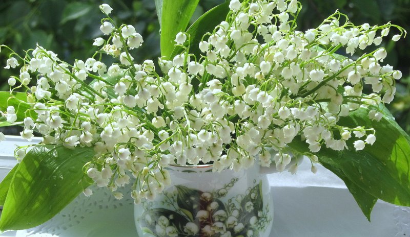 Ландыш Майский (Convallaria Majalis)