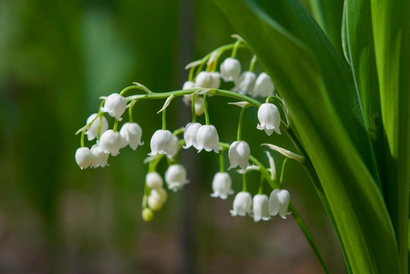 Ландыш Кейске Convallaria keiskei