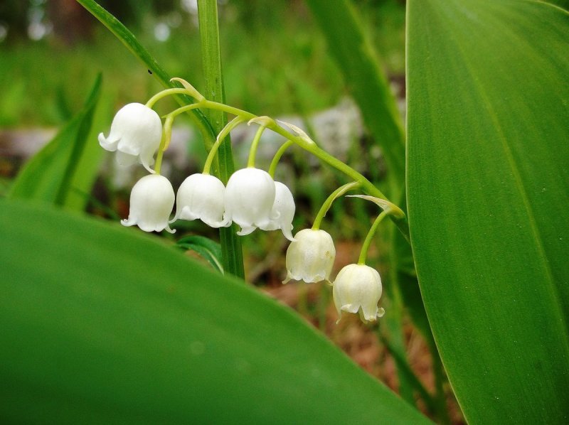 Ландыш Майский (Convallaria Majalis l.)