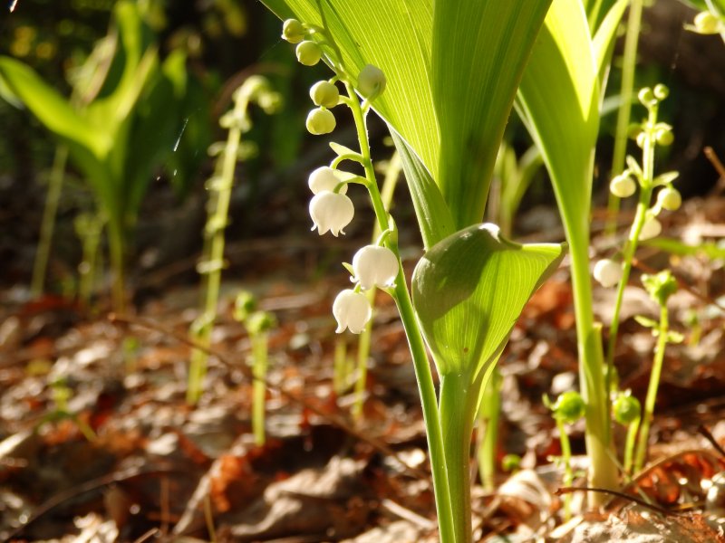 Ландыш Майский (Convallaria Majalis)