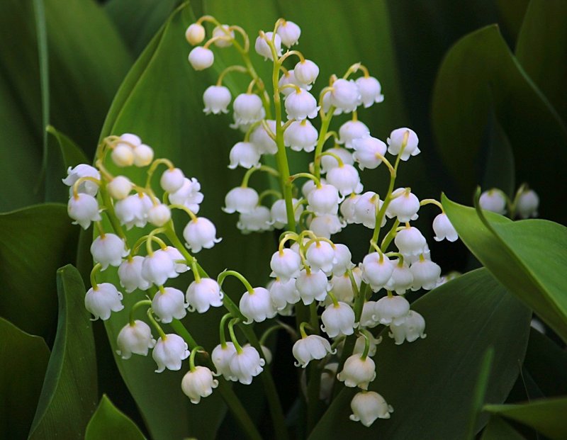 Ландыш Майский (Convallaria Majalis l.)