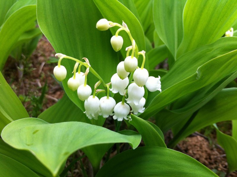 Ландыш горный Convallaria Montana