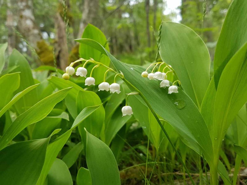 Ландыш lineata