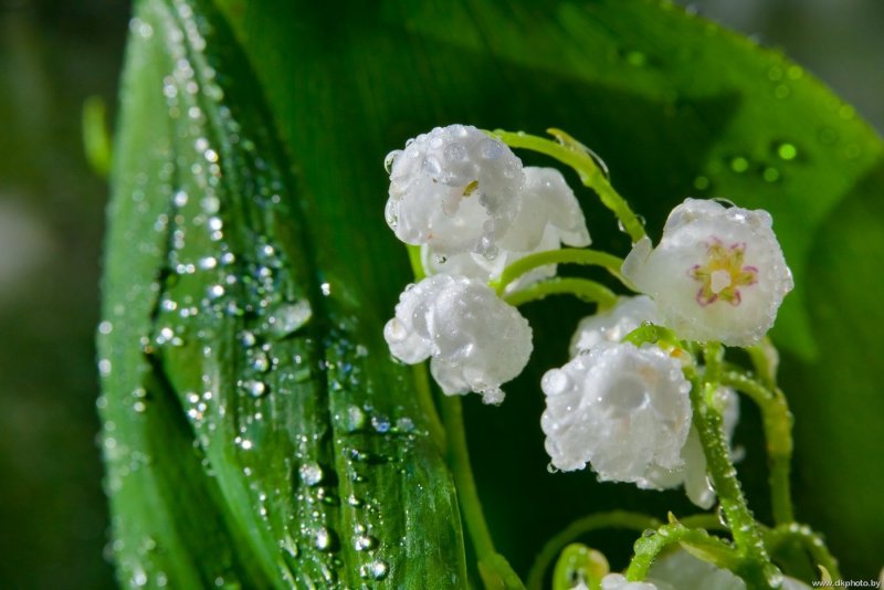 Ландыш Convallaria Majalis prolificans