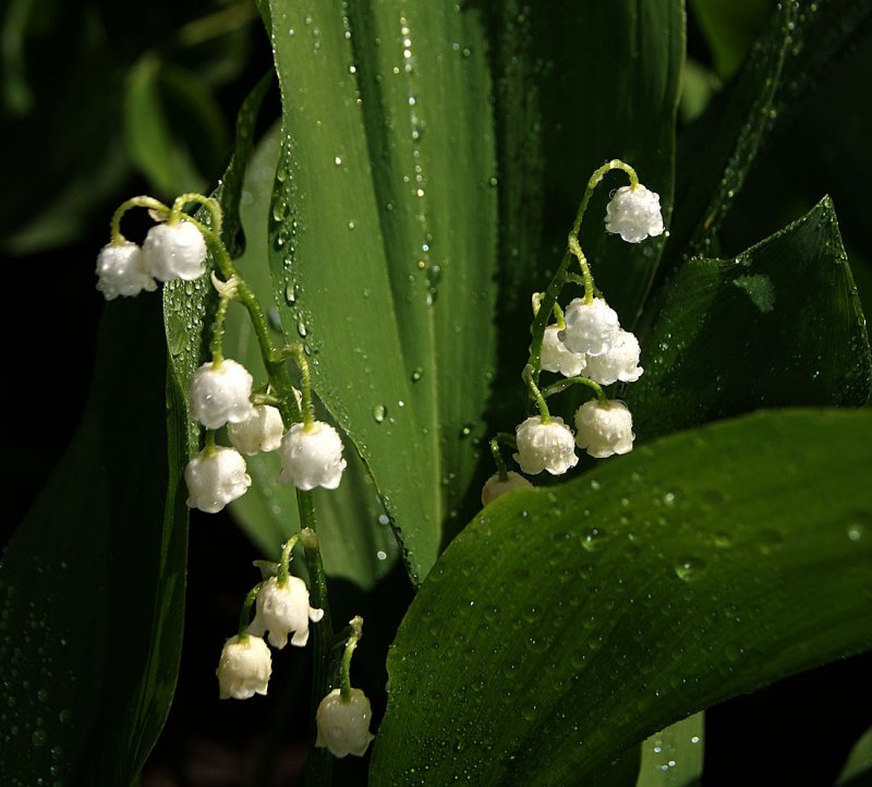 Ландыш Lily of the Valley