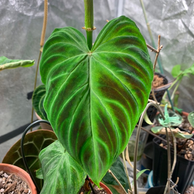 Филодендрон verrucosum
