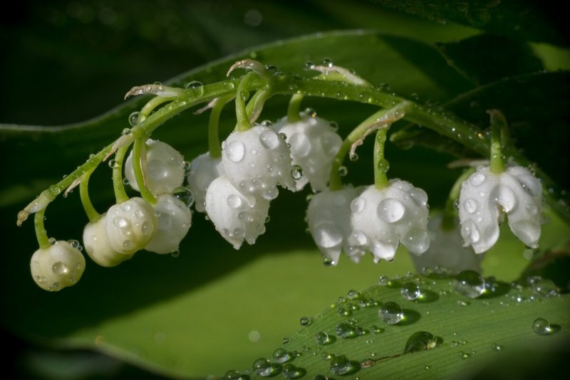 Ландыш горный Convallaria Montana