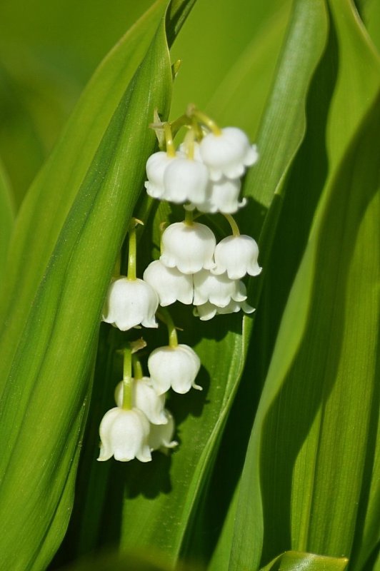 Ландыш Майский "grandiflora"