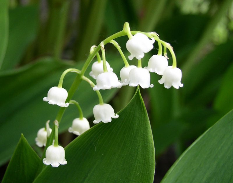 Ландыш Майский (Convallaria Majalis l.)