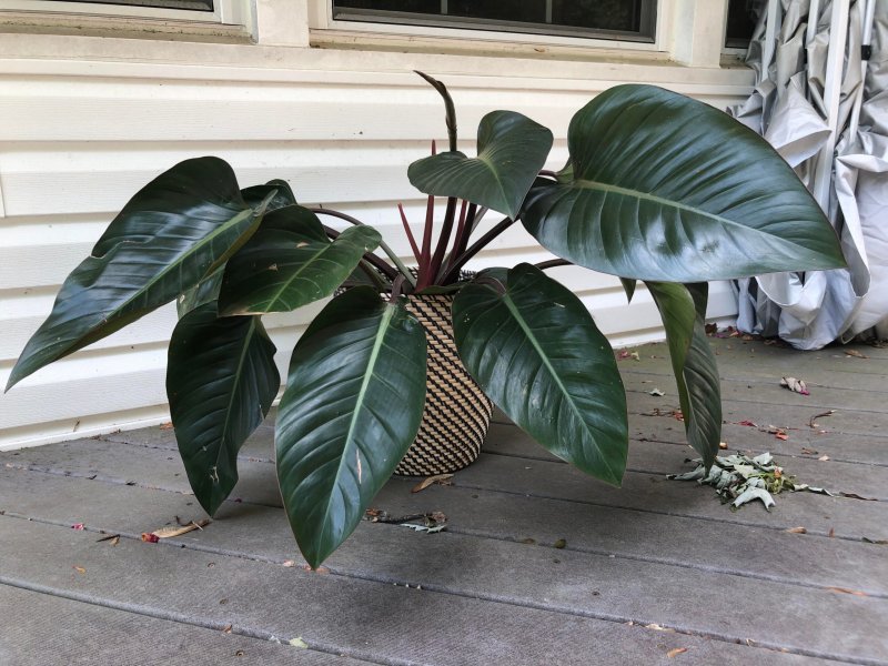Филодендрон бородавчатый Philodendron verrucosum