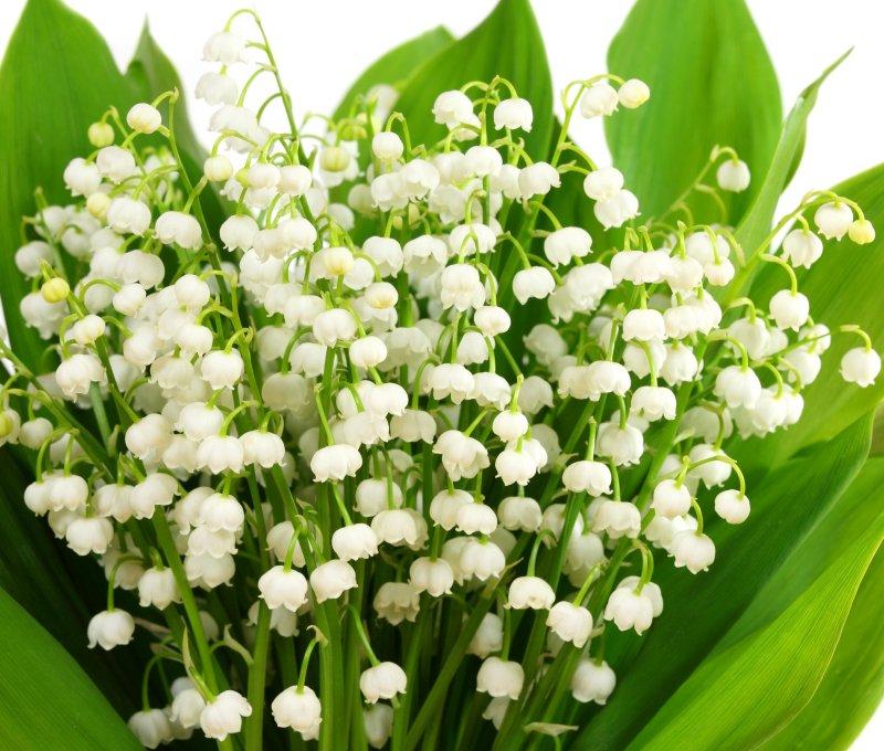 Ландыш (Convallaria Majalis)