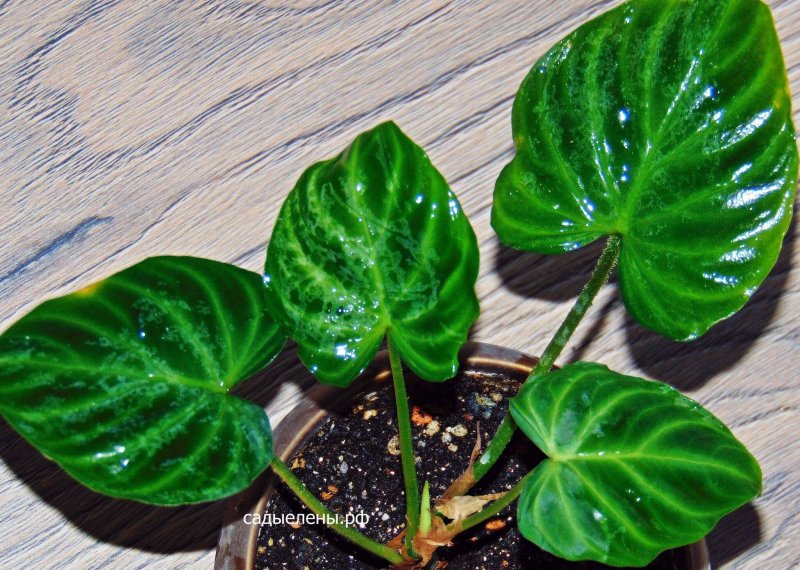 Филодендрон бородавчатый Philodendron verrucosum