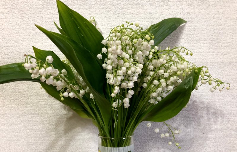 Ландыш Майский . . . . . С3. . . , Convallaria Majalis