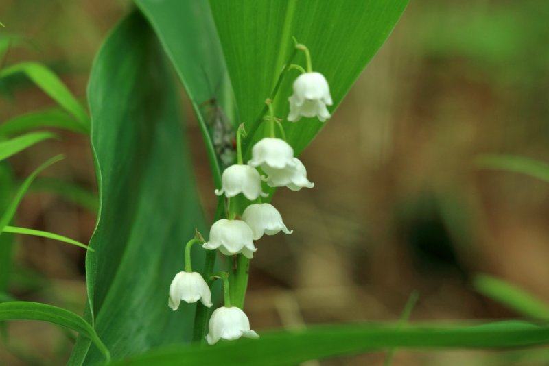 Convallaria Majalis