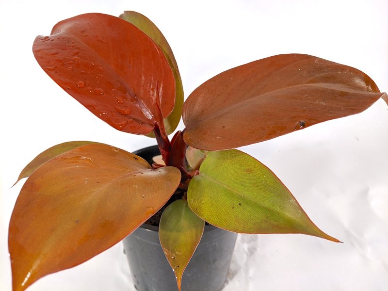 Philodendron melanochrysum купить