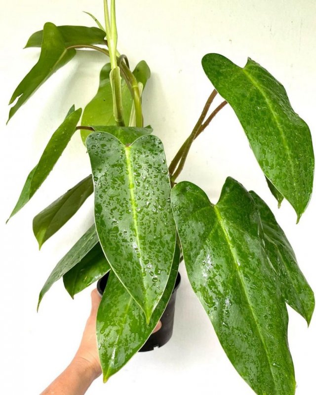 Philodendron barrosoanum