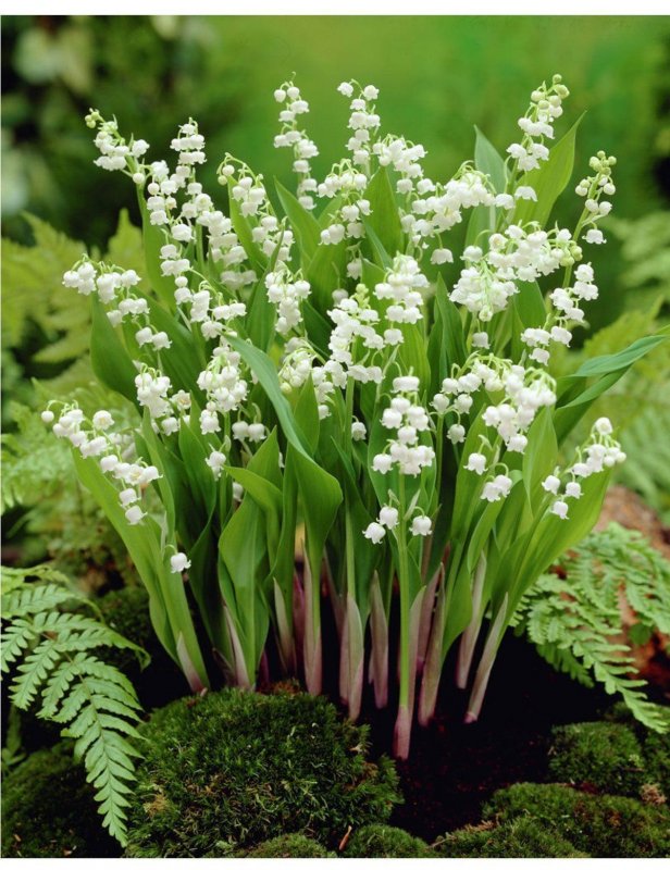 Lily of the Valley