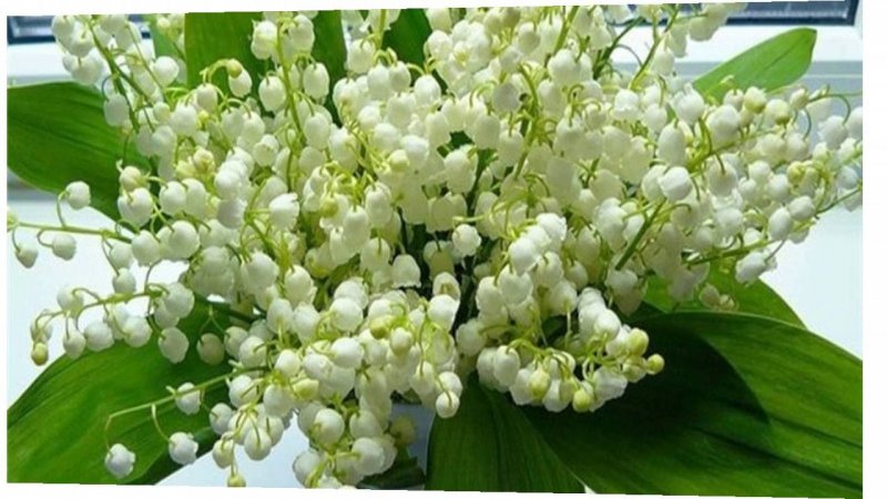 Королевский Ландыш