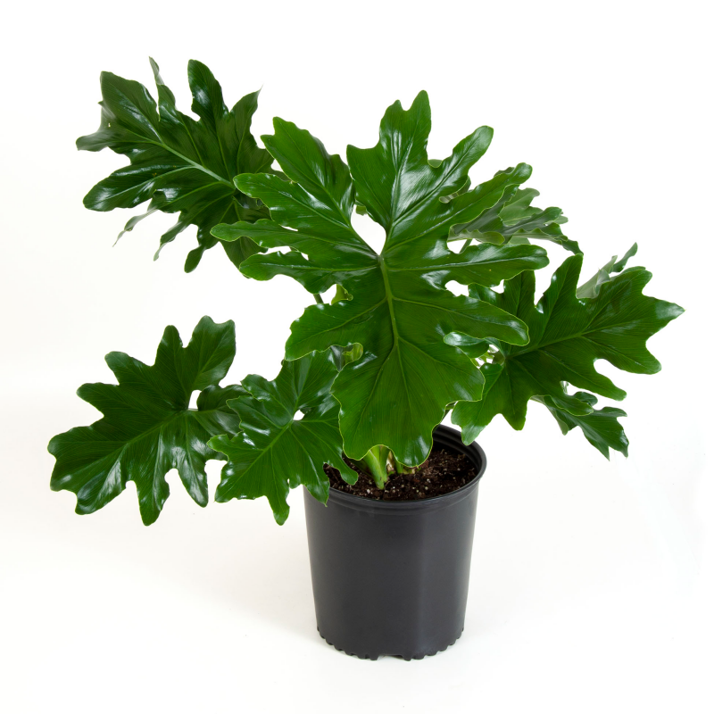 Филодендрон ilsemanii variegata