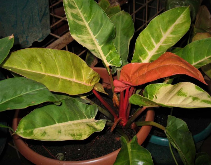 Филодендрон бородавчатый Philodendron verrucosum
