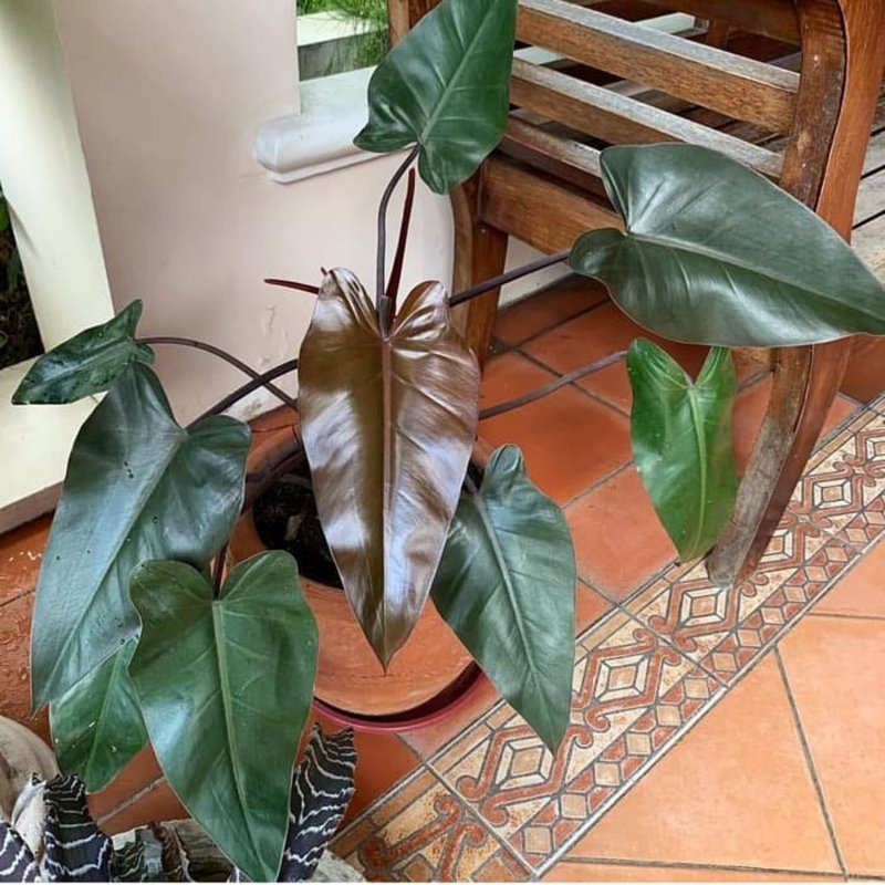 Филодендрон verrucosum