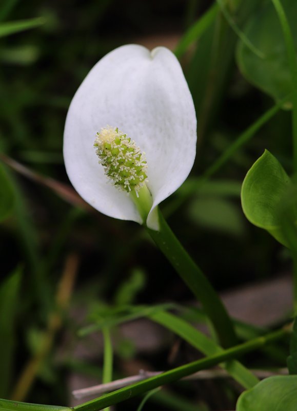 Белокрыльник болотный Calla palustris
