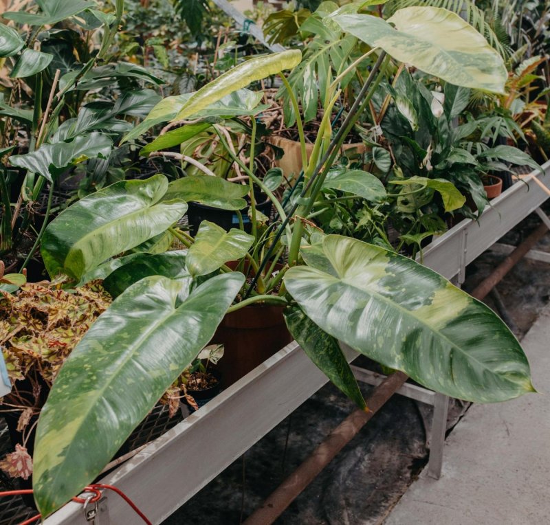 Philodendron Prince of Orange Baku