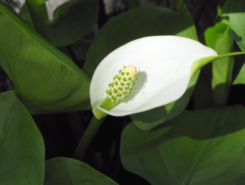 Белокрыльник болотный Calla palustris