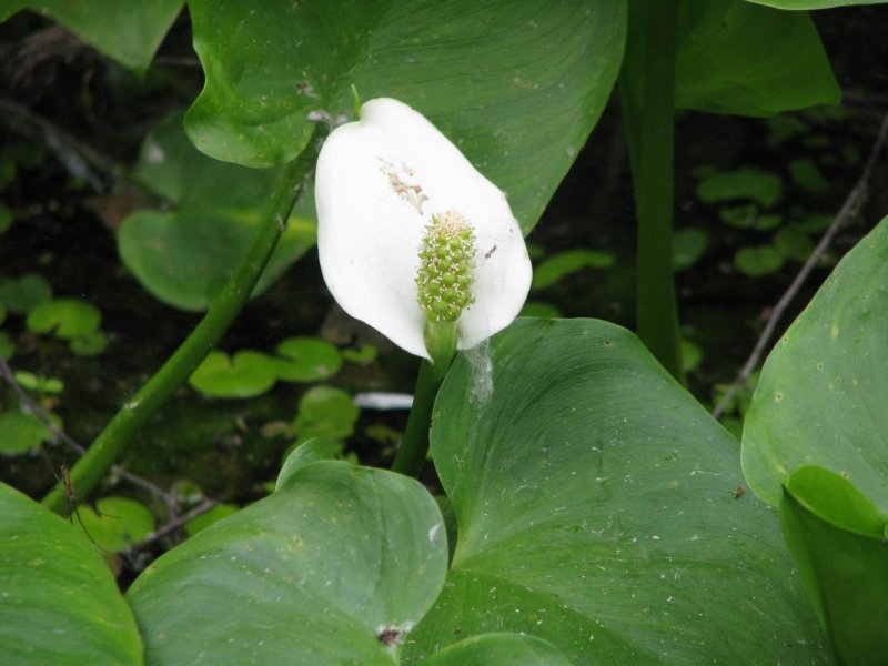 Белокрыльник болотный Calla palustris