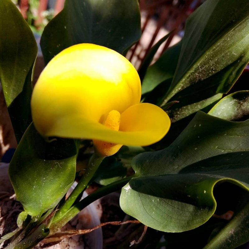 Белокрыльника (Calla palustris) зеленый