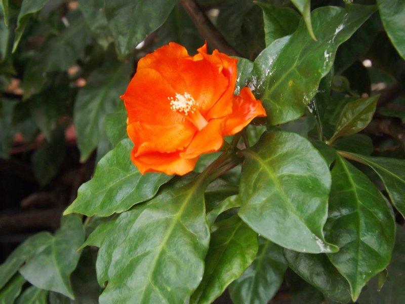 Pereskia godseffiana