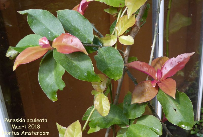 Pereskia grandifolia