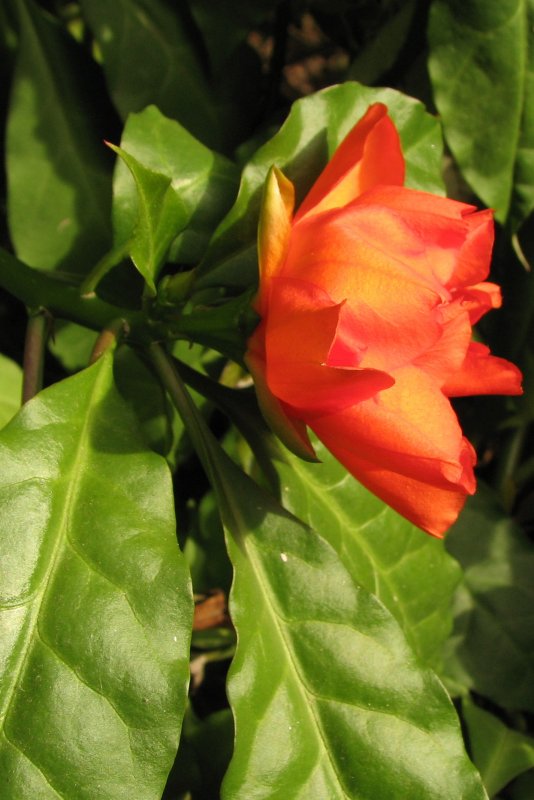 Переския шиповатая (Pereskia aculeata Miller)