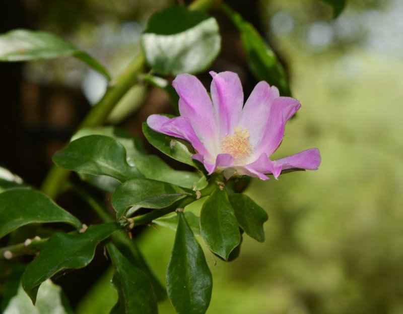Pereskia sacharosa