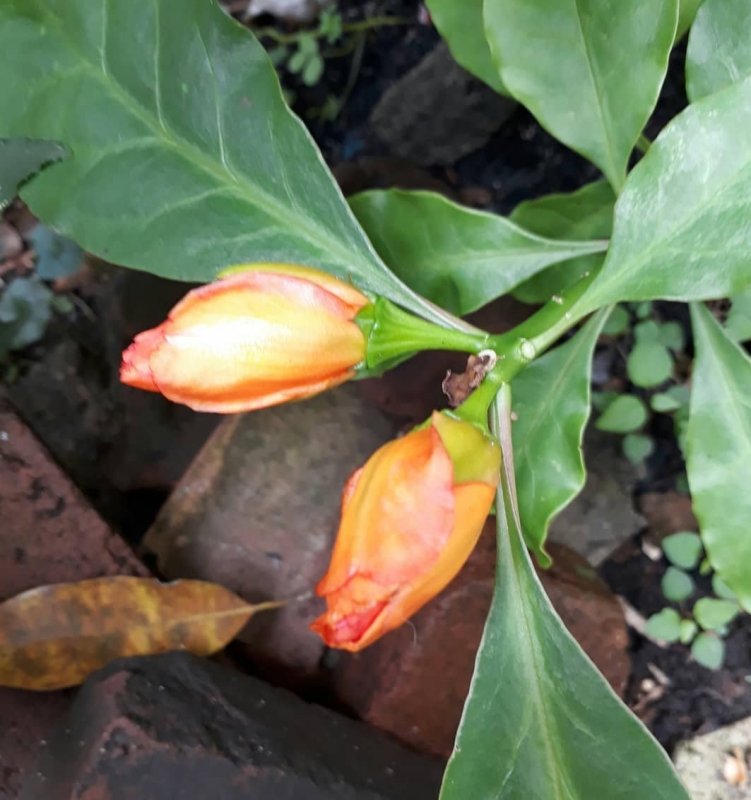 Переския шиповатая (Pereskia aculeata Miller)