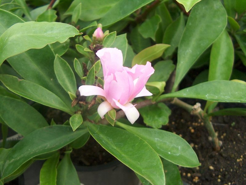 Переския шиповатая (Pereskia aculeata Miller)