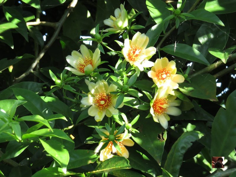 Переския шиповатая (Pereskia aculeata Miller)