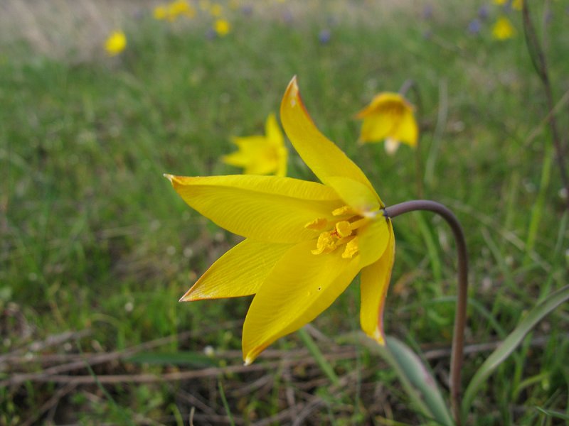 Тюльпан Биберштейна Tulipa biebersteiniana