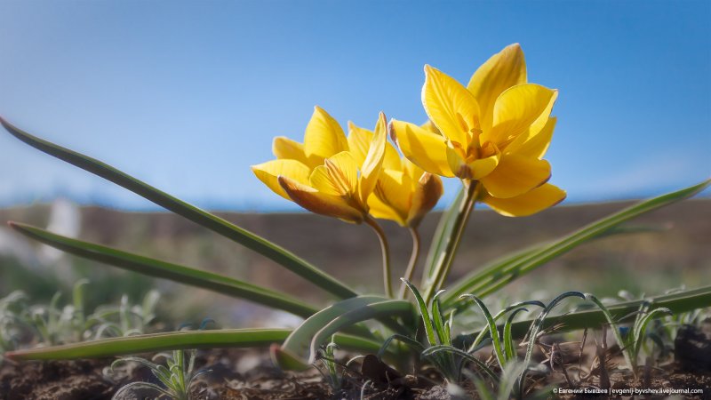 Тюльпан Биберштейна Tulipa biebersteiniana