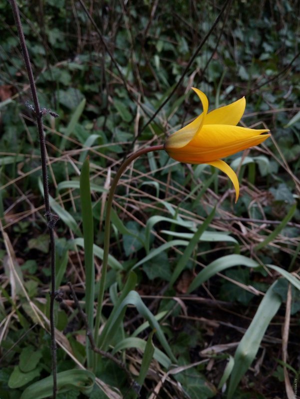 Тюльпан Биберштейна Tulipa biebersteiniana