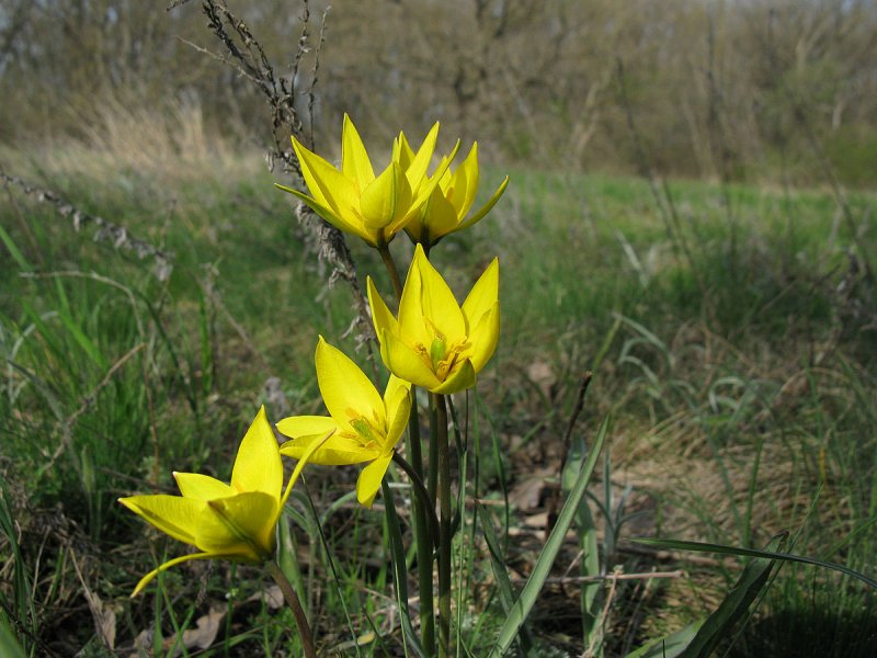 Тюльпан Биберштейна Tulipa biebersteiniana