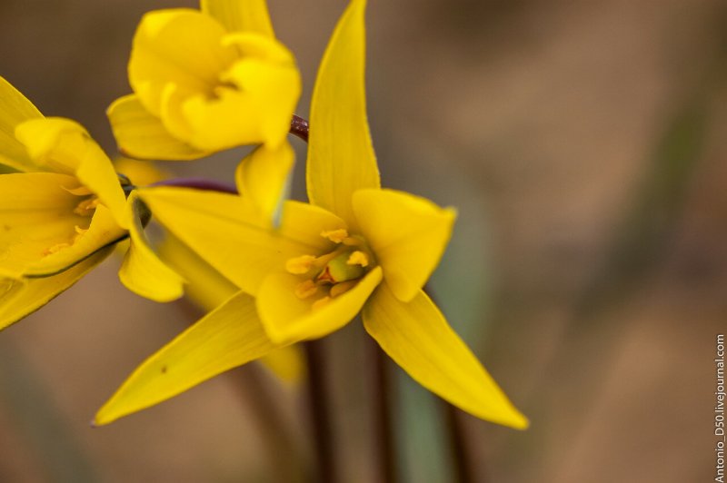 Sylvestris тюльпан