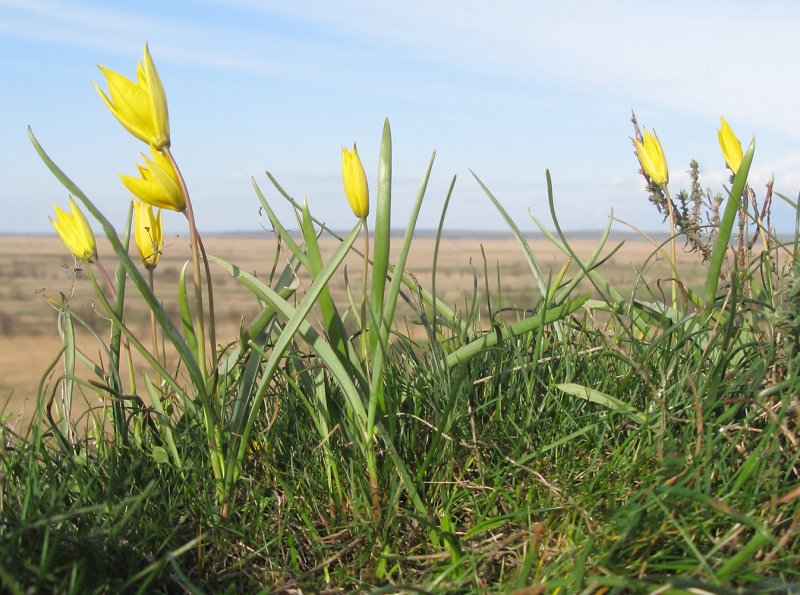 Тюльпан Биберштейна Tulipa biebersteiniana