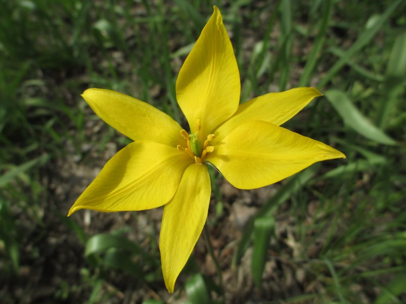 Тюльпан Биберштейна Tulipa biebersteiniana