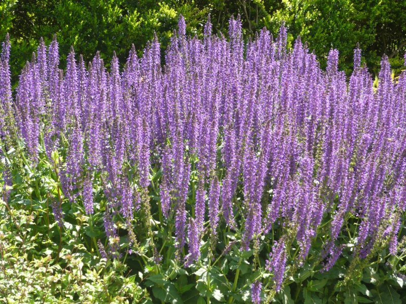 Шалфей лекарственный (Salvia)
