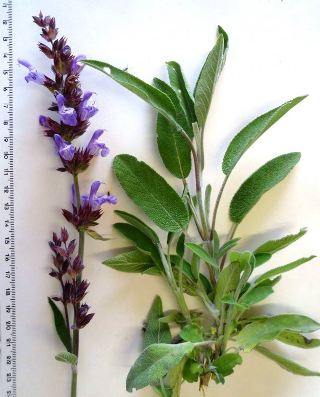 Шалфей лекарственный (Salvia officinalis)